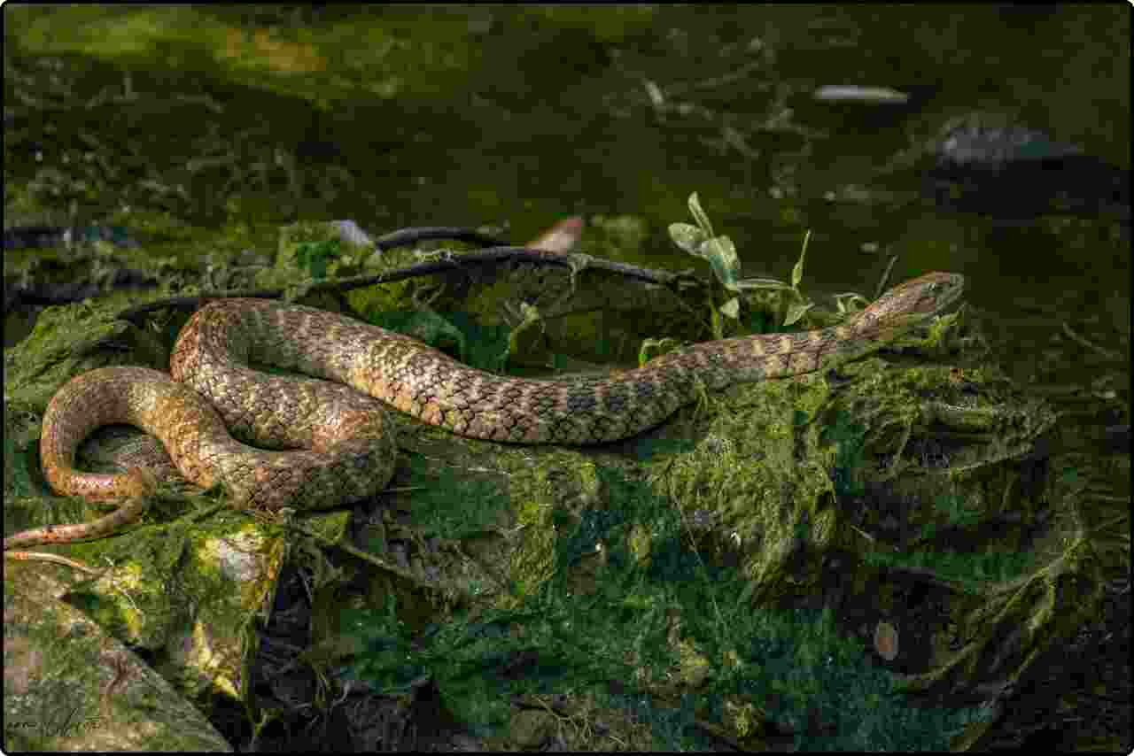 A green snake coiled on a sunlit rock, blending with the mossy surface